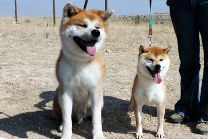 shiba inu informacion