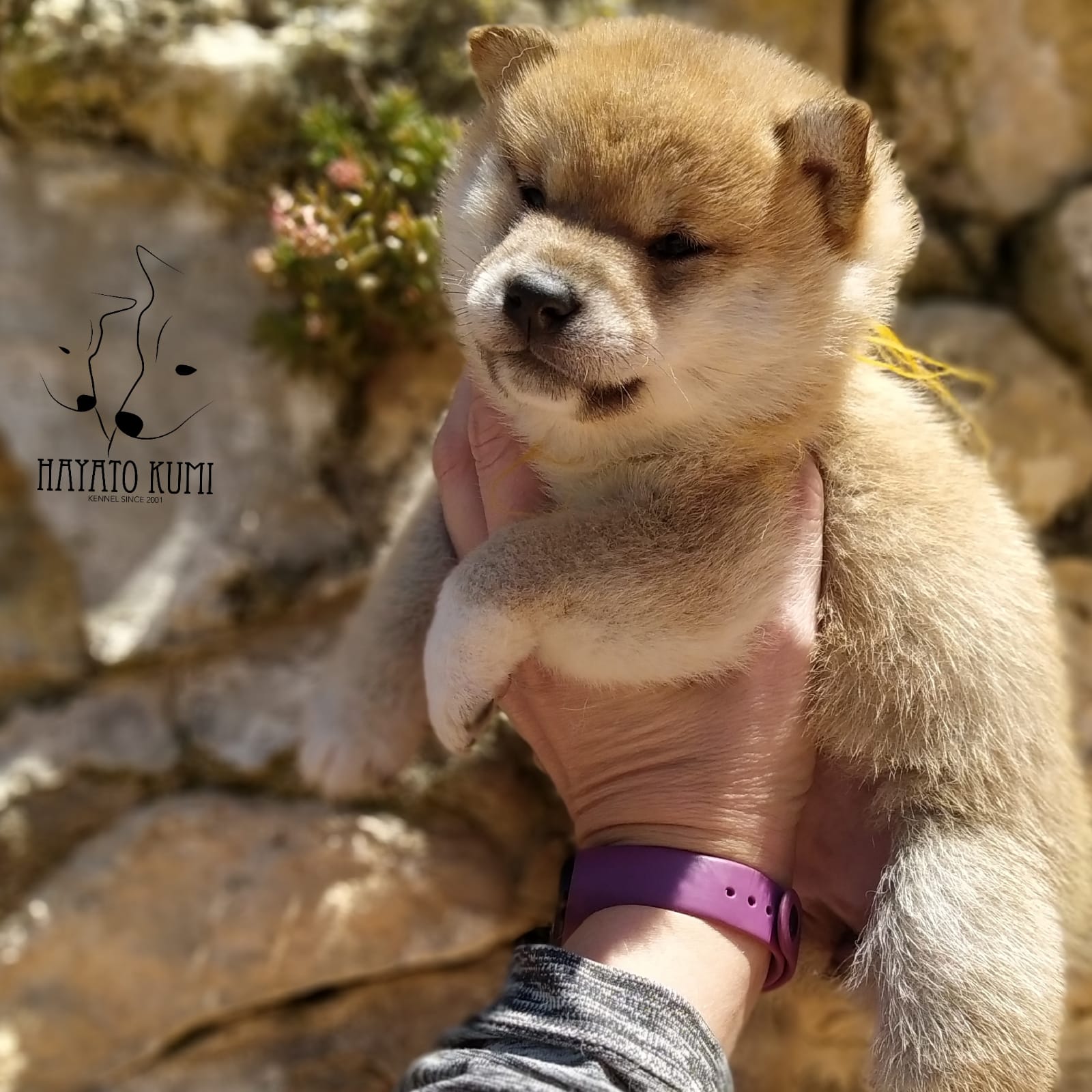Cachorro Hayato