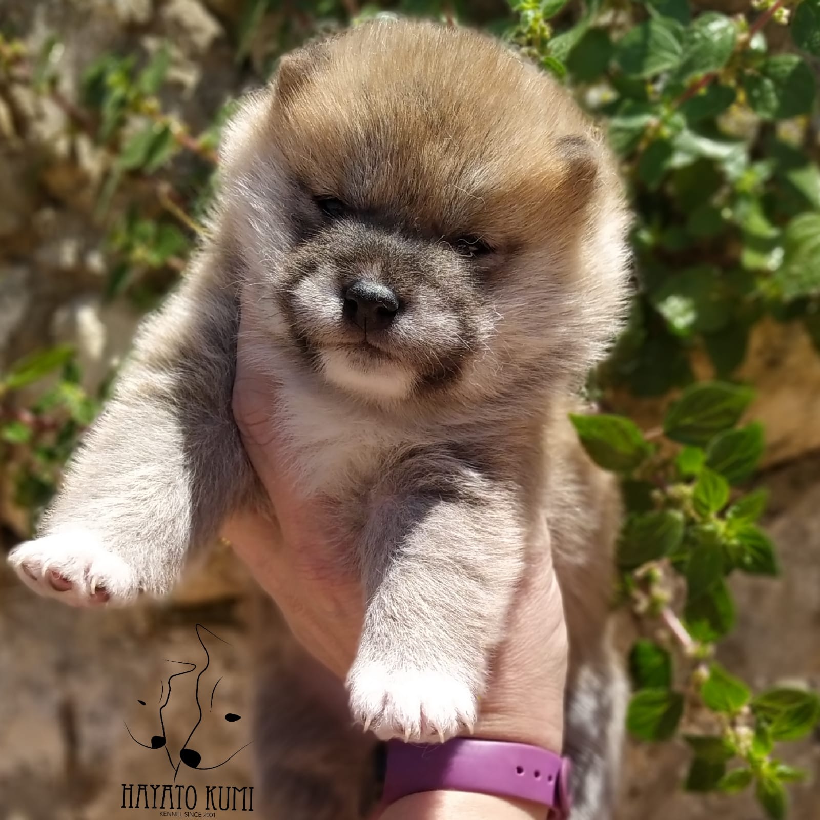 Cachorro Hayato