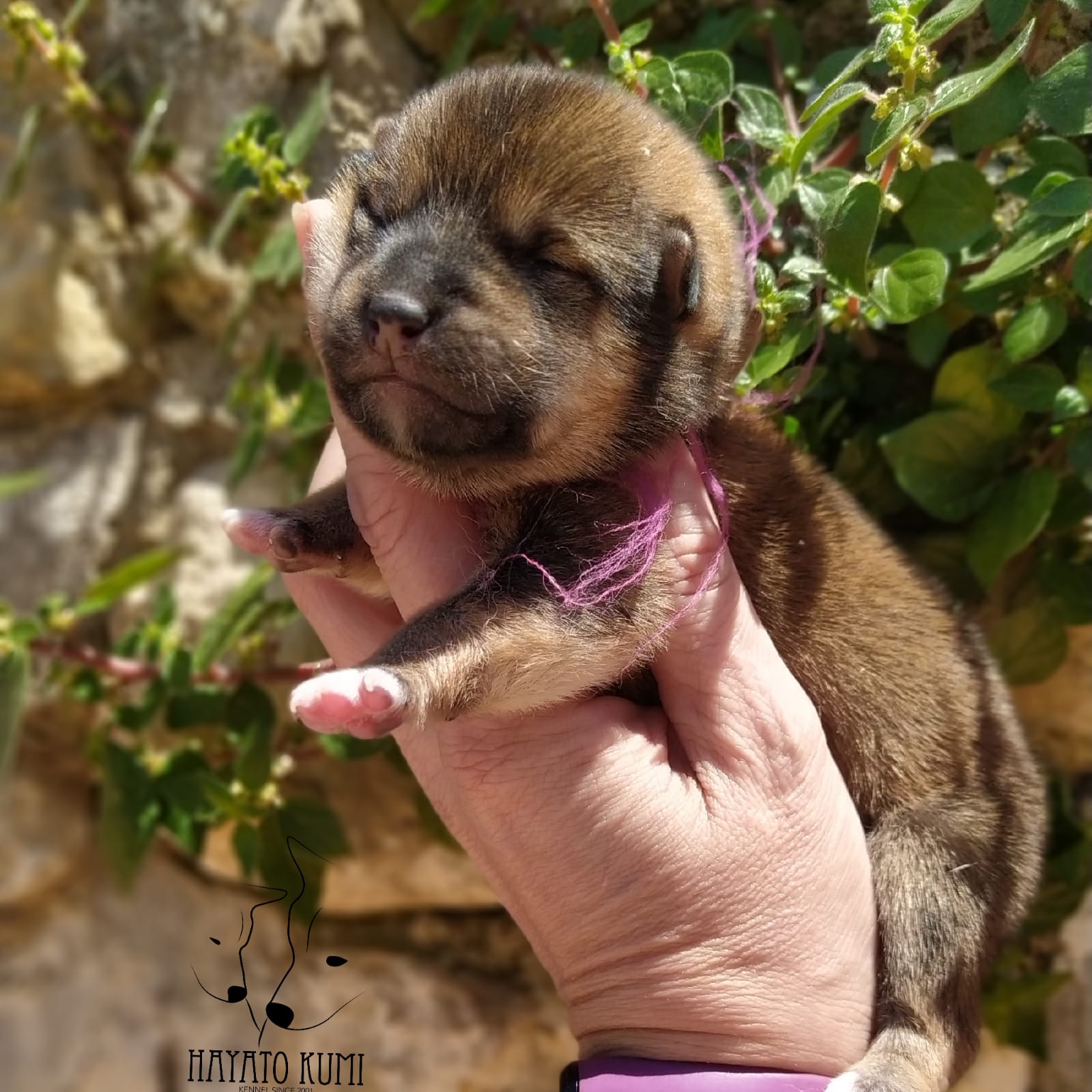 Cachorro Hayato